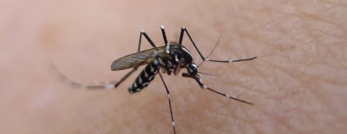 Reisevorbereitung: Schutz gegen Mosquitos in Costa Rica