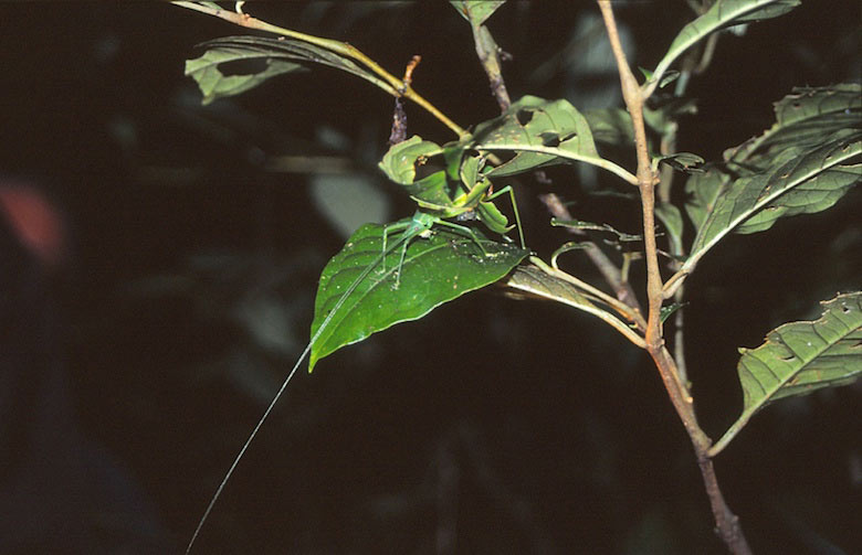 Insekt im Urwald von Costa Rica