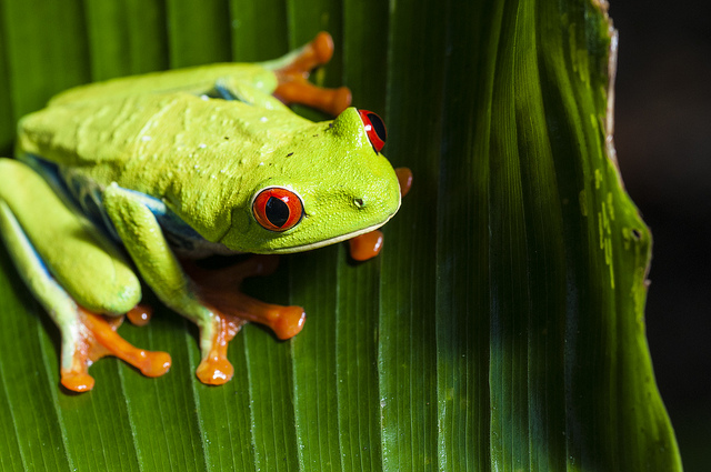 Costa Rica’s Biodiversität