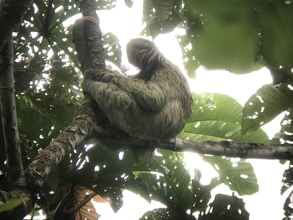 Corcovado Nationalpark, Faultier durch Fernrohr