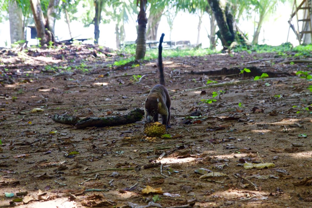 Corcovado Nationalpark, Nasenbär