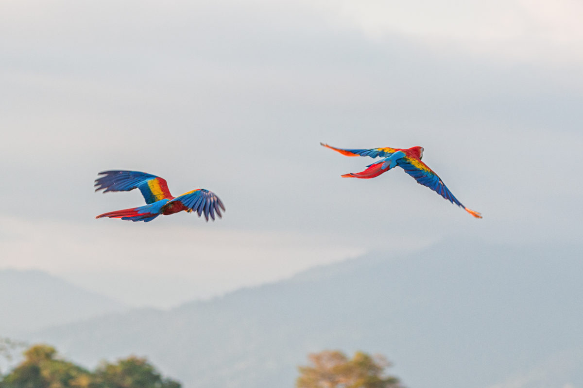 Rote Ara-Macaw, Manuel Antonio Nationalpark