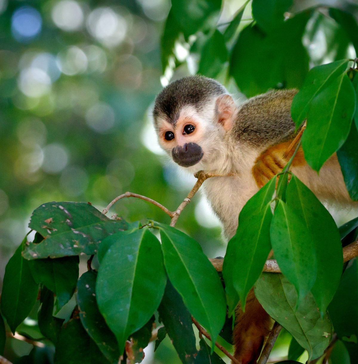 Titi-Affe, Manuel Antonio Nationalpark