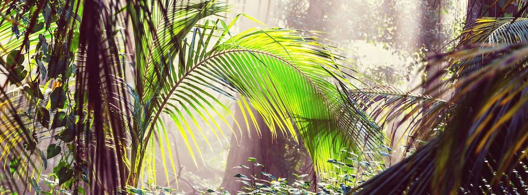 Dominical, Costa Rica – Highlights, Anreise und Tipps