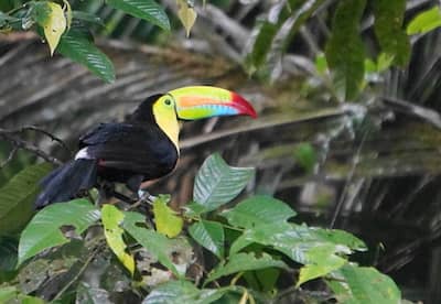 Corcovado Nationalpark