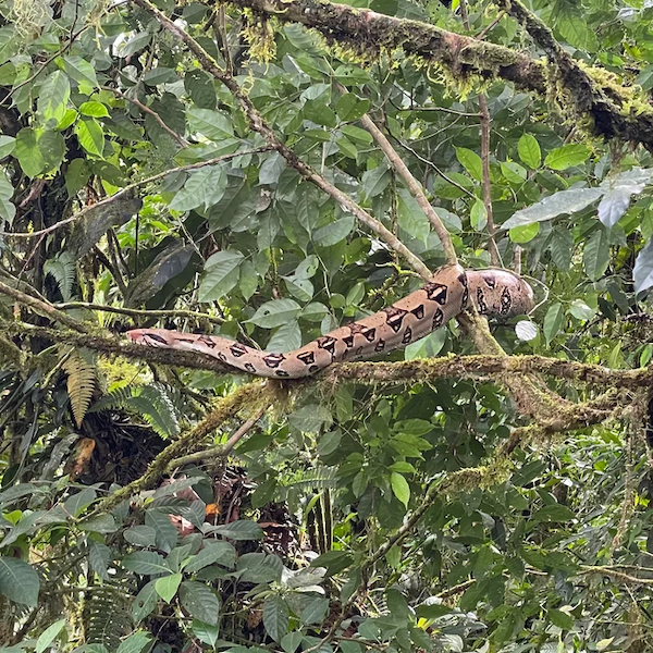 Boa Schlange Costa Rica