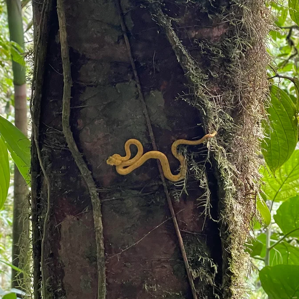 Giftige Schlange in Costa Rica