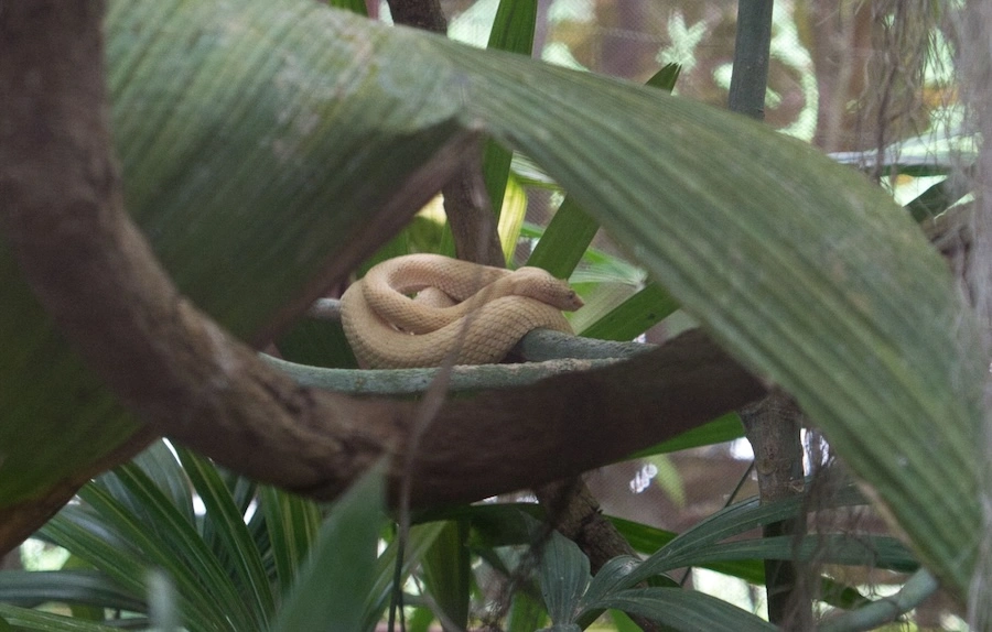 Eine Schlange im Wald in Costa Rica